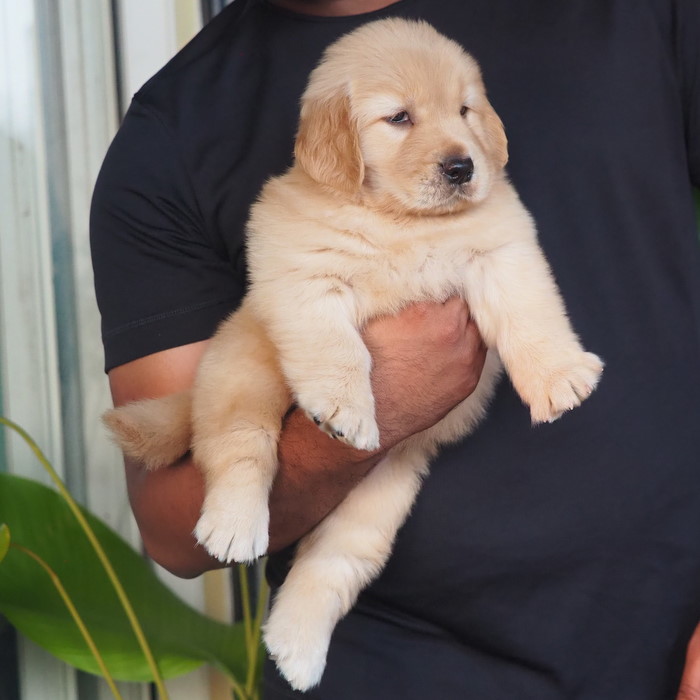 Image of Golden Retriever posted on 2022-08-22 04:07:05 from Mumbai